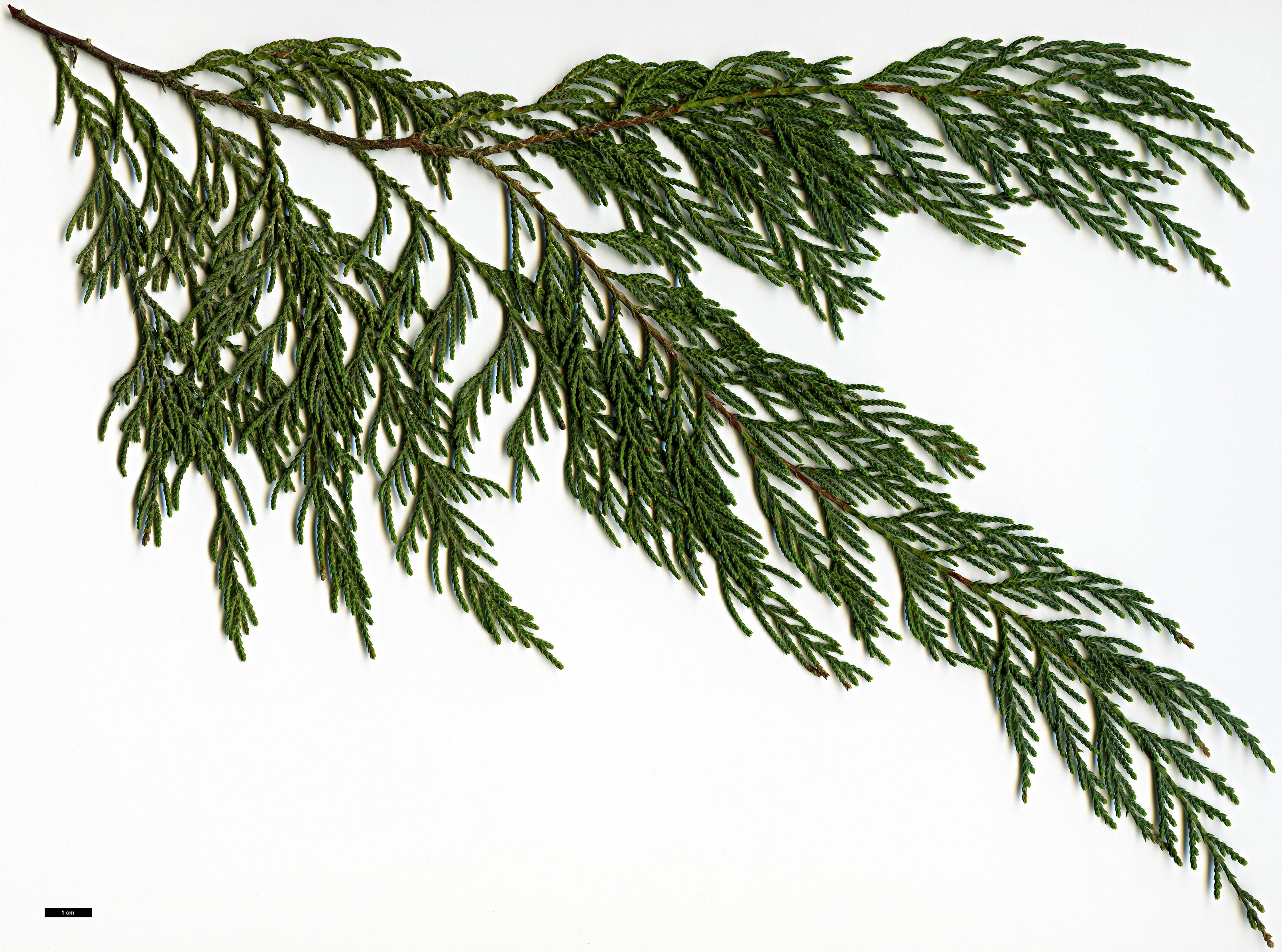 High resolution image: Family: Cupressaceae - Genus: Cupressus - Taxon: himalaica